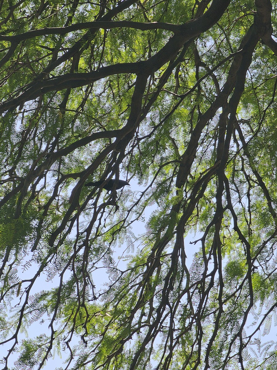 Bronzed Cowbird - ML637925840