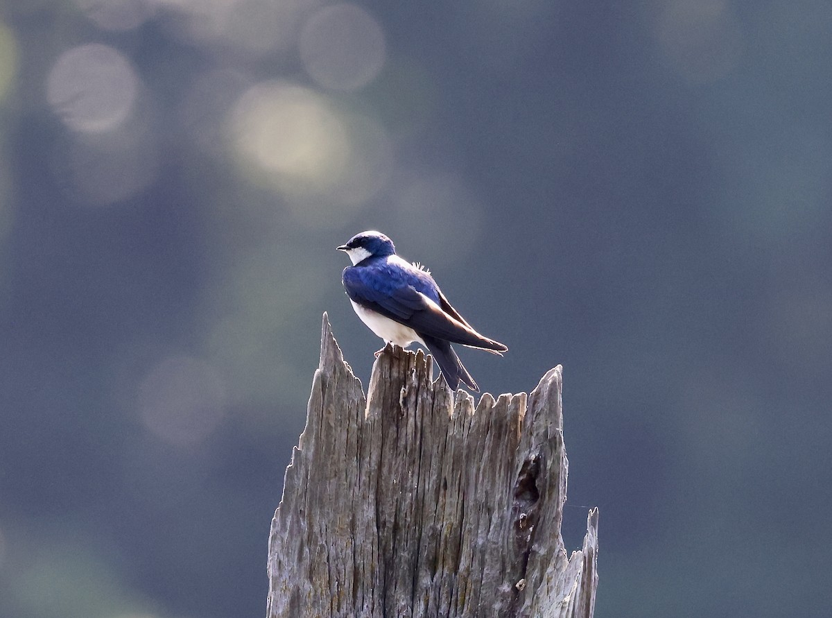 Tree Swallow - ML637925863