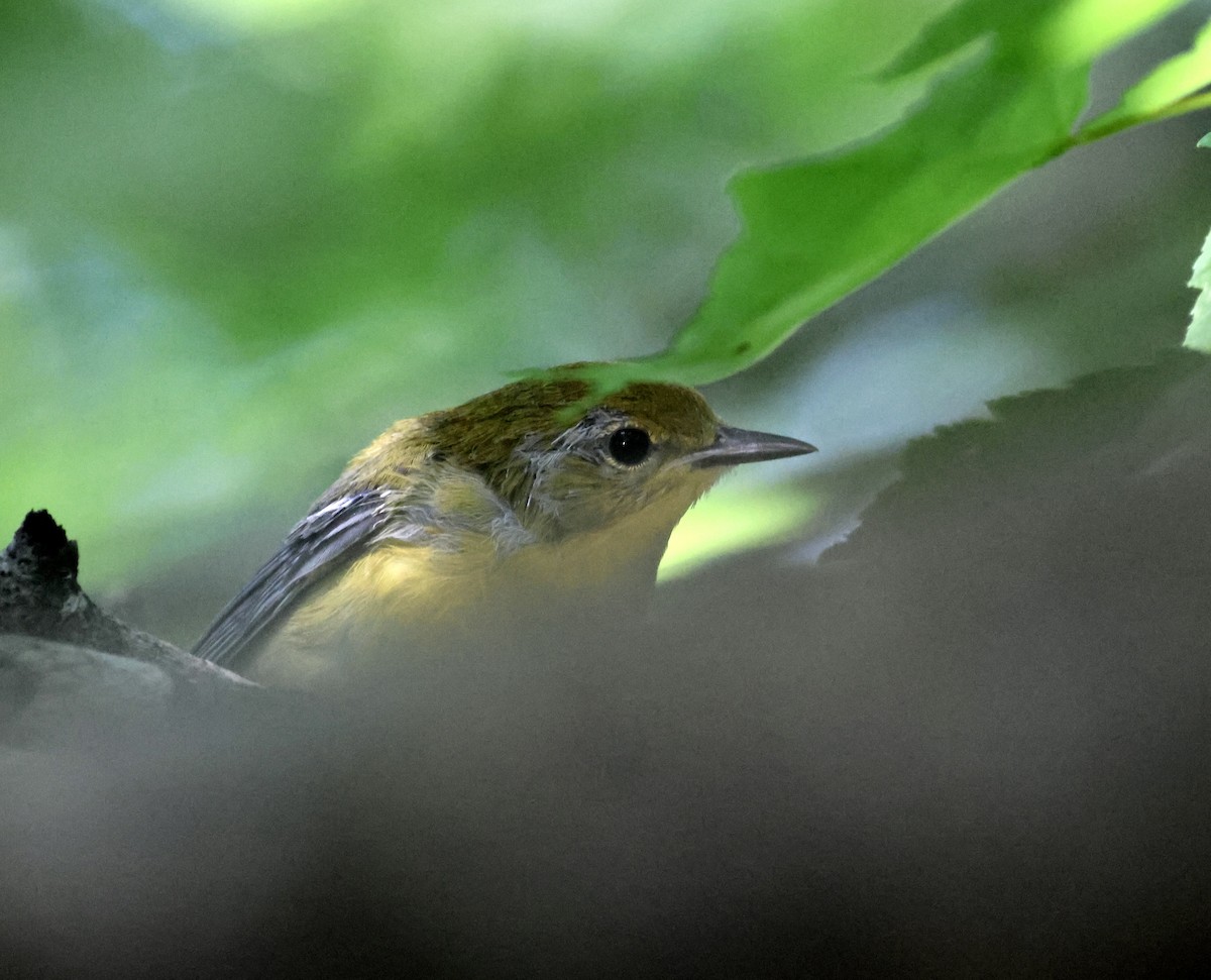 Prothonotary Warbler - ML637925867