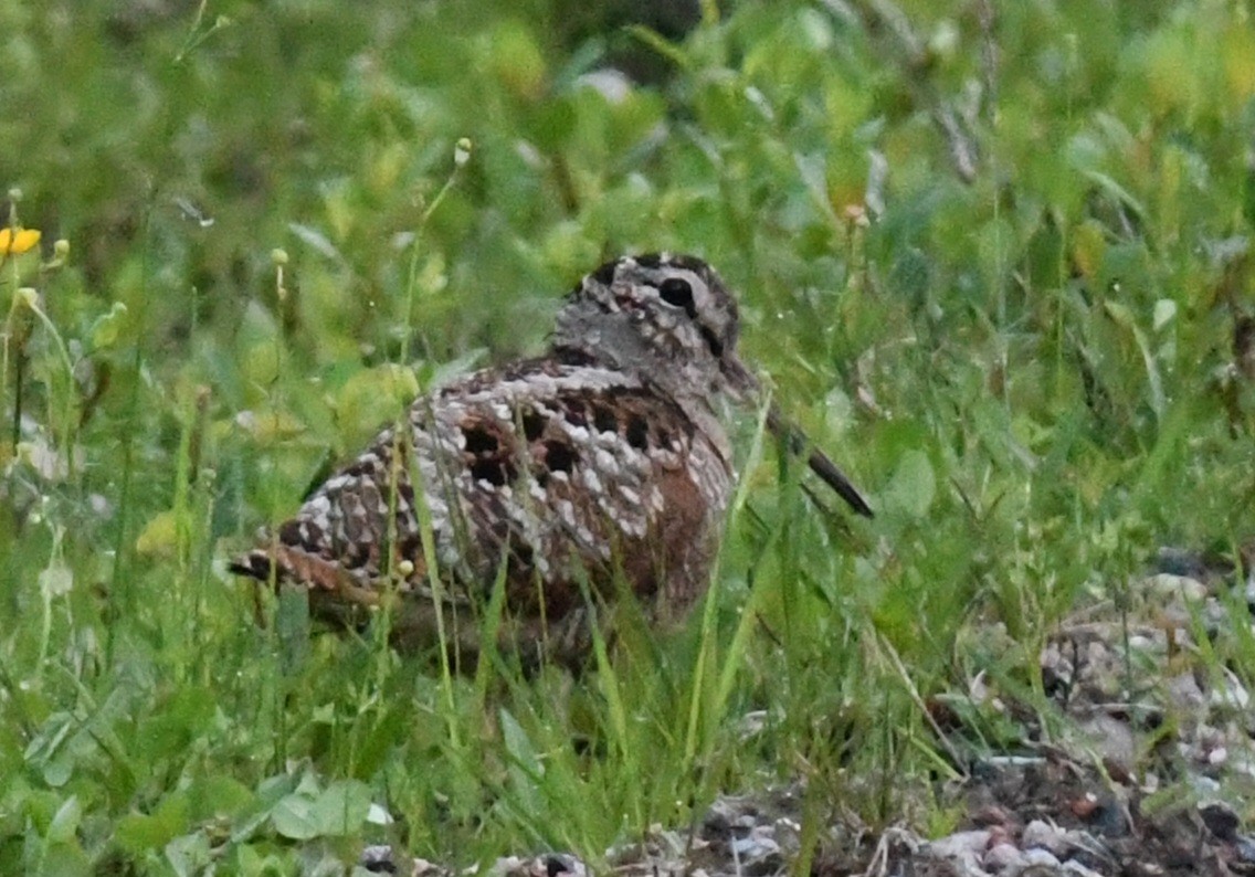 Çulluk - ML637925870