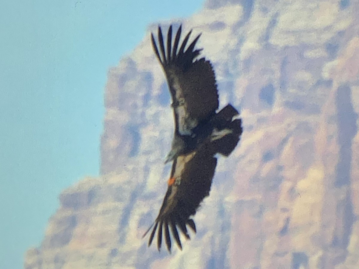 California Condor - ML637925935