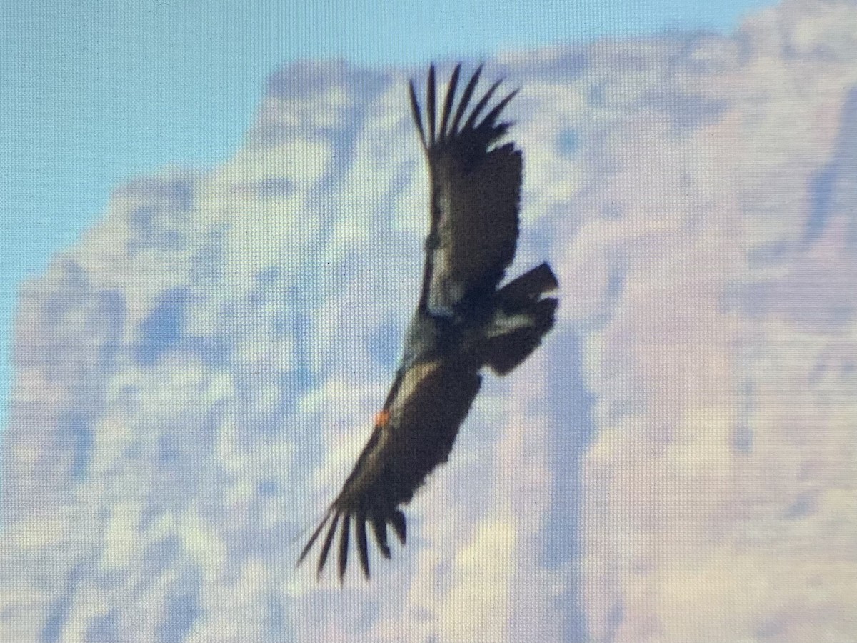 California Condor - ML637925936