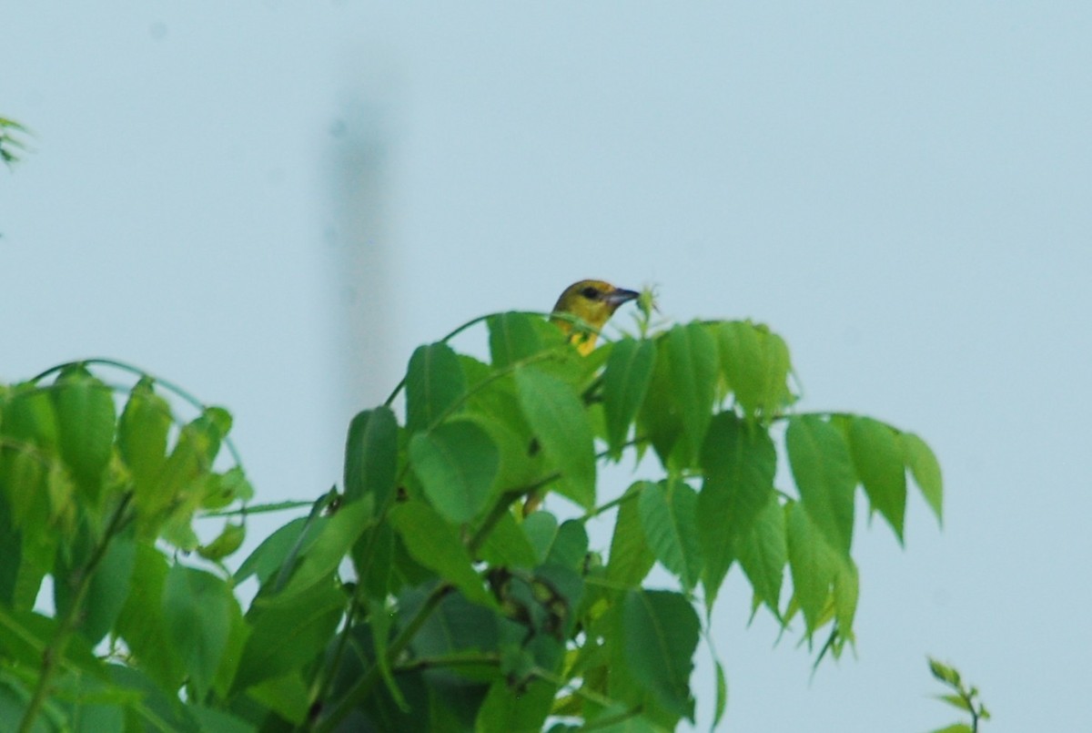 Orchard Oriole - ML637925938