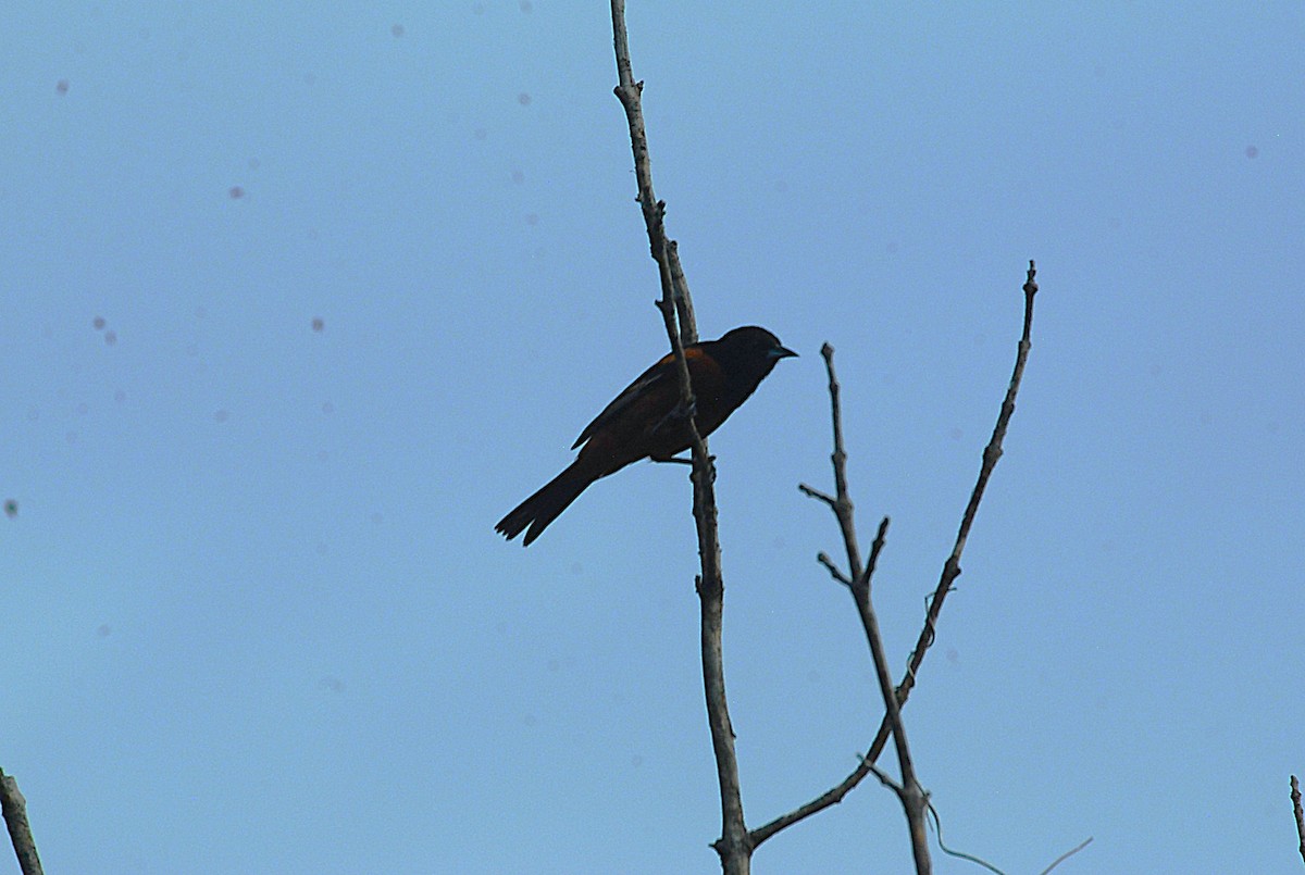 Orchard Oriole - ML637925939