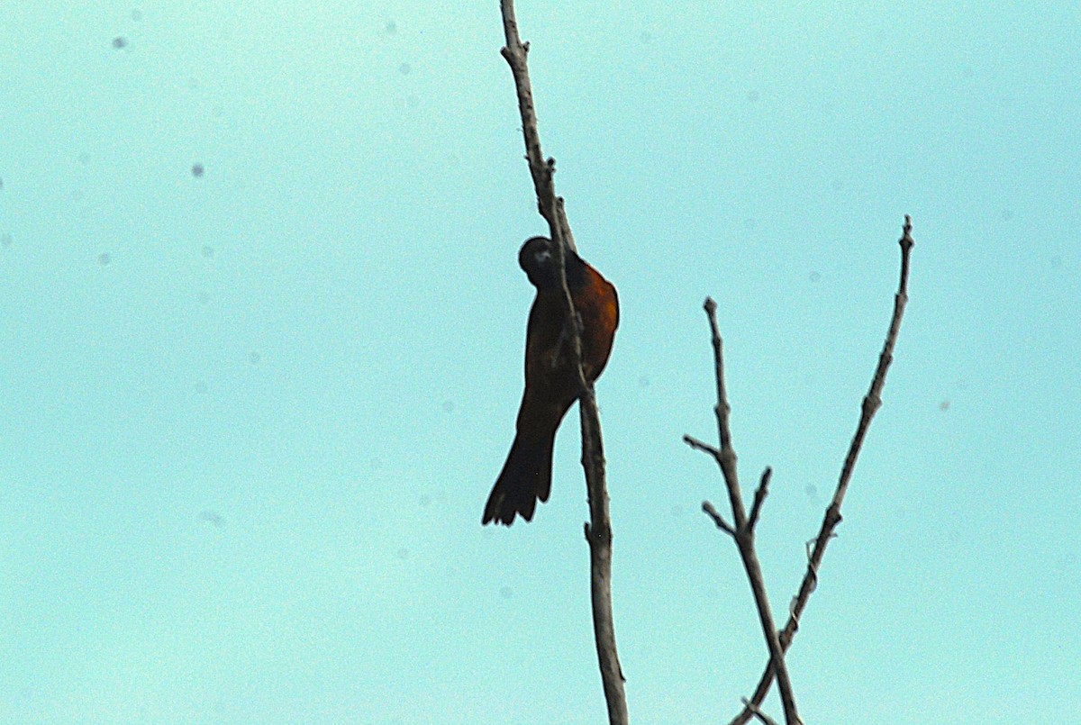 Orchard Oriole - ML637925940