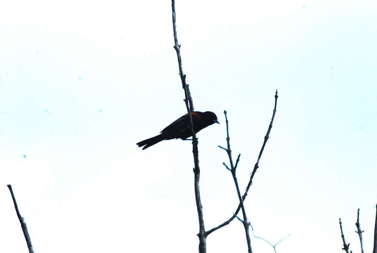 Orchard Oriole - ML637925941