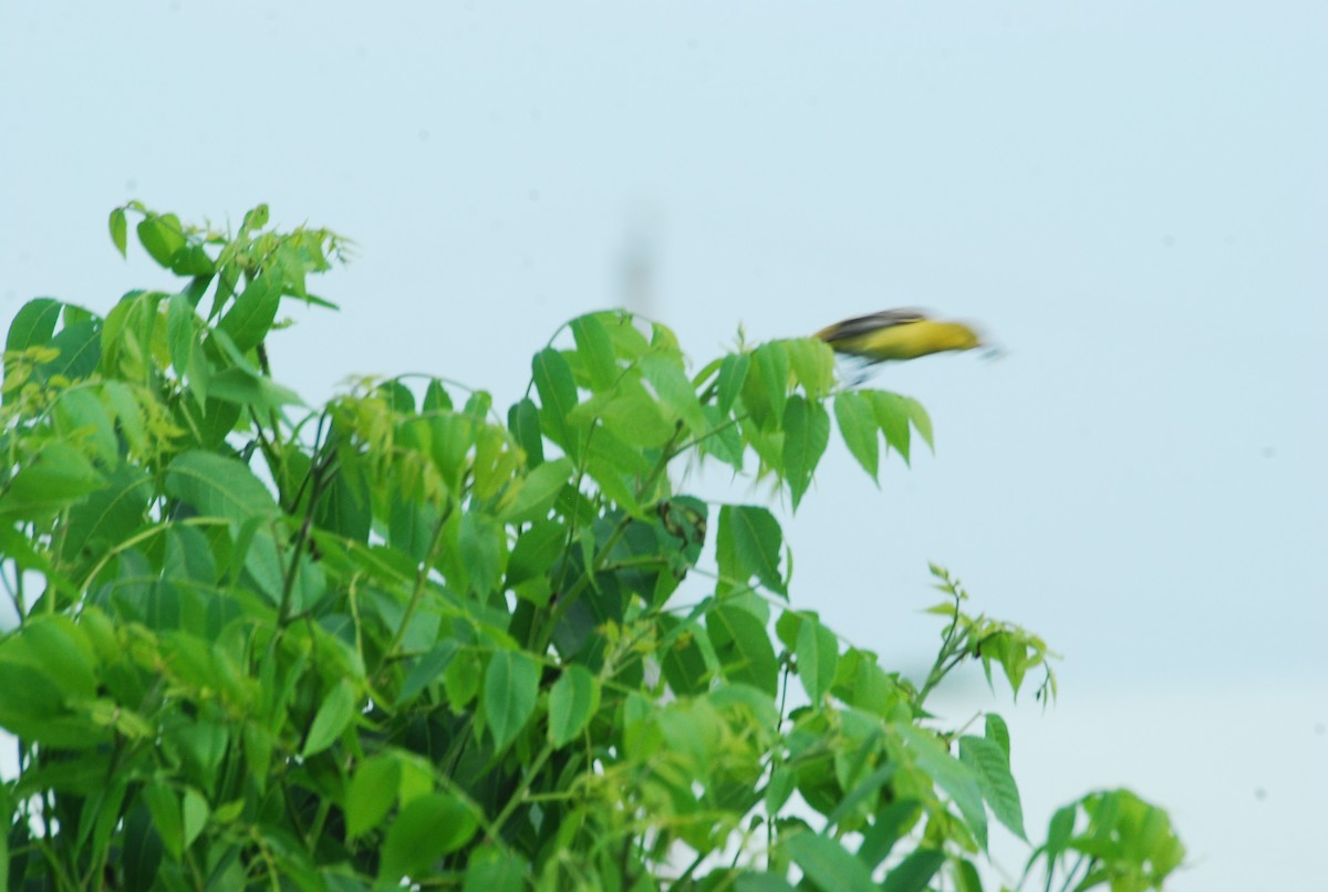 Orchard Oriole - ML637925942