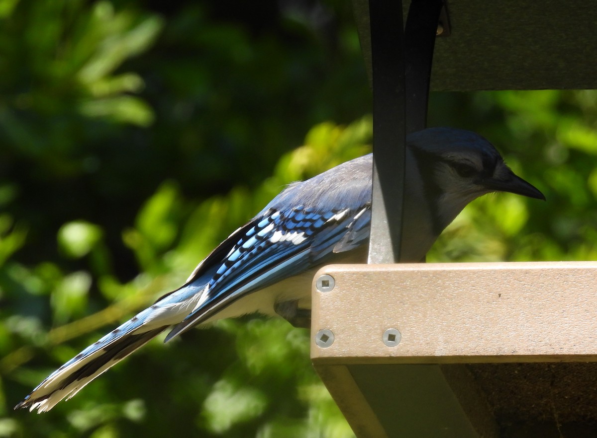Blue Jay - ML637925957