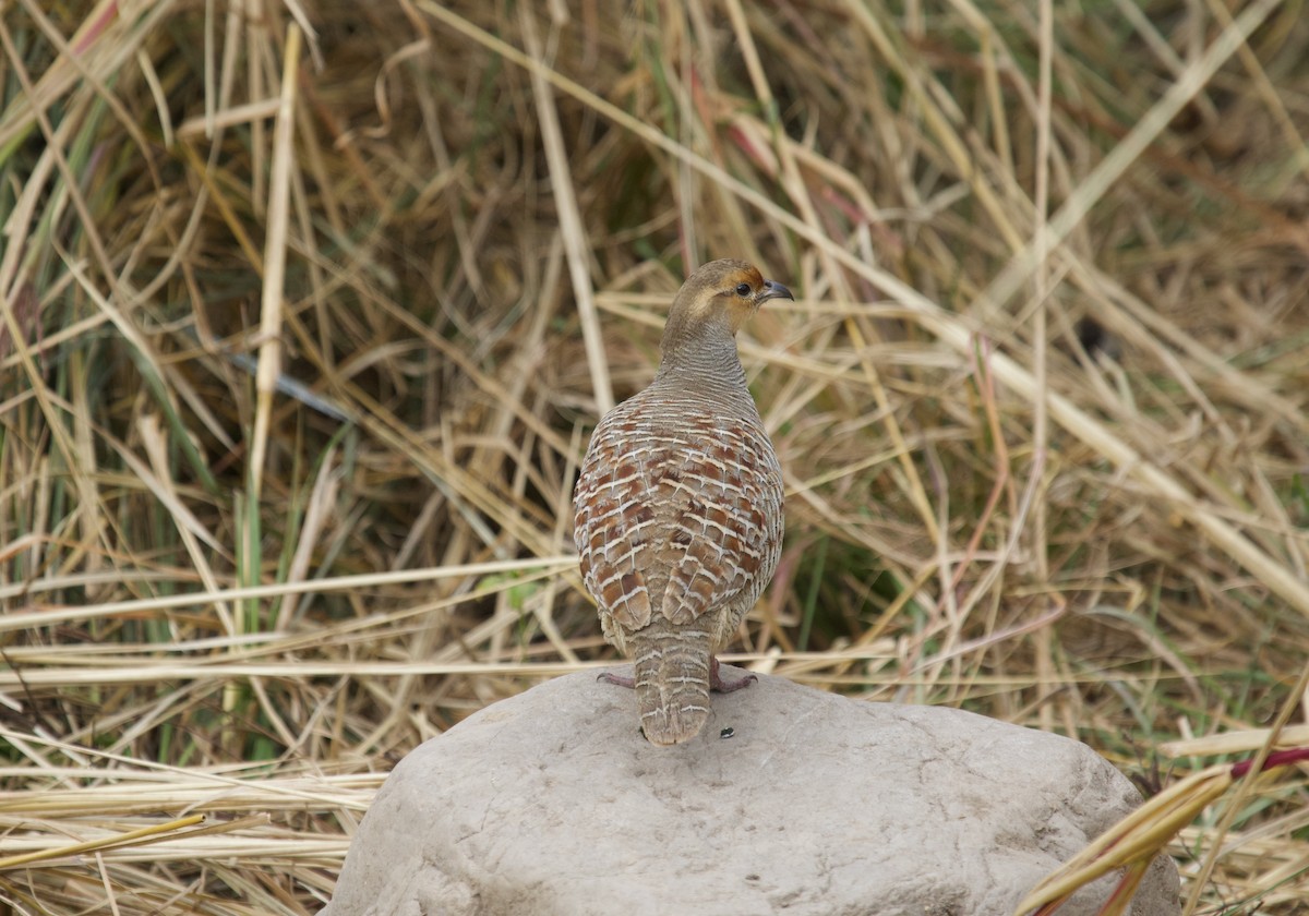 Gray Francolin - ML637925961