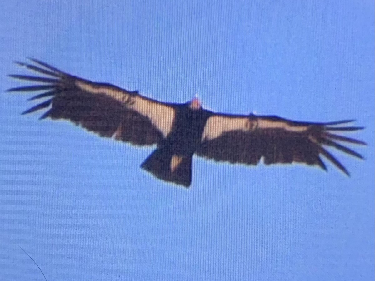 California Condor - ML637925975