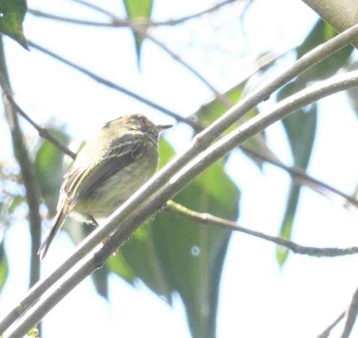 Scale-crested Pygmy-Tyrant - ML637925985
