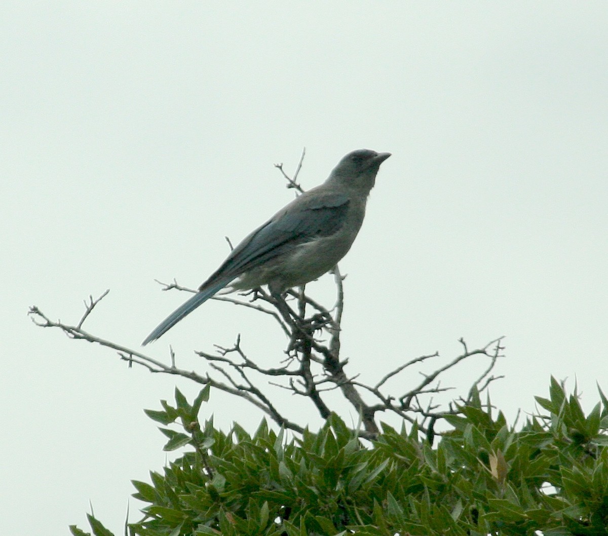 Mexican Jay - ML637925995