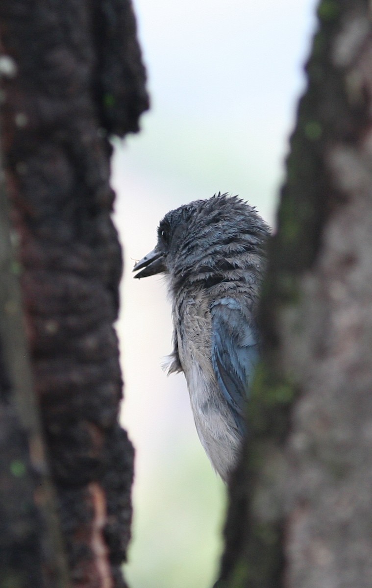 Mexican Jay - ML637926000