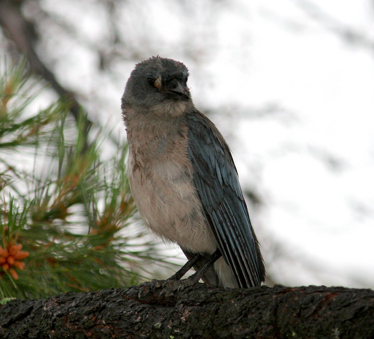 Mexican Jay - ML637926008