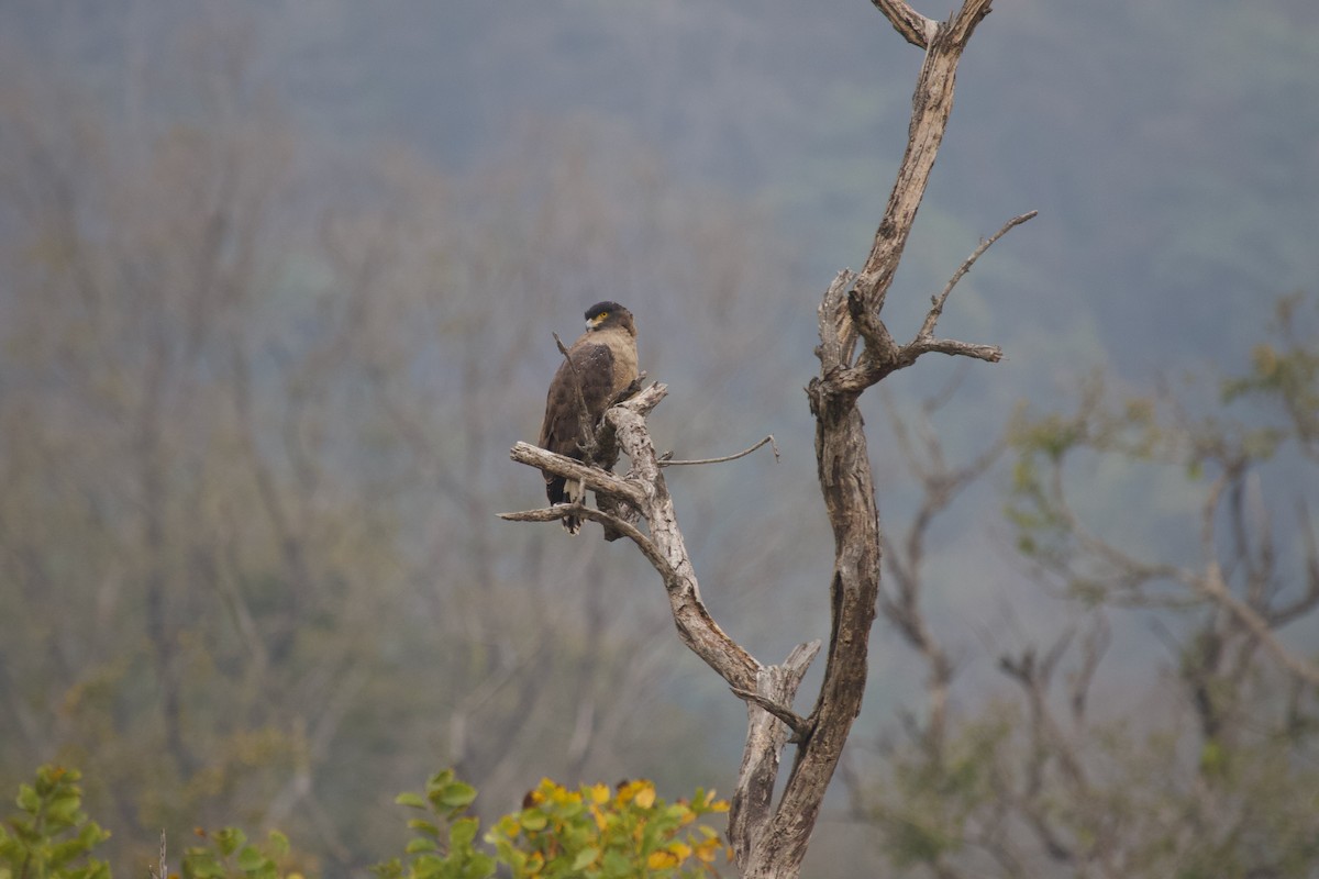 Crested Serpent-Eagle - ML637926026