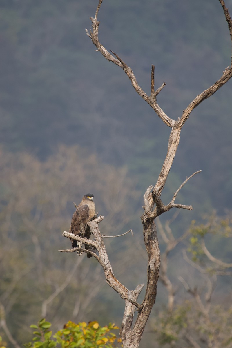 Crested Serpent-Eagle - ML637926027