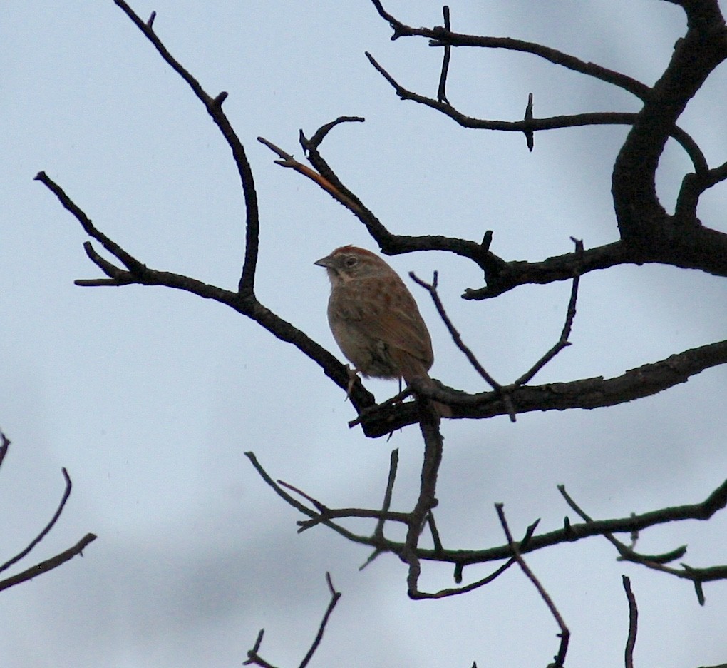 Rufous-crowned Sparrow - ML637926031