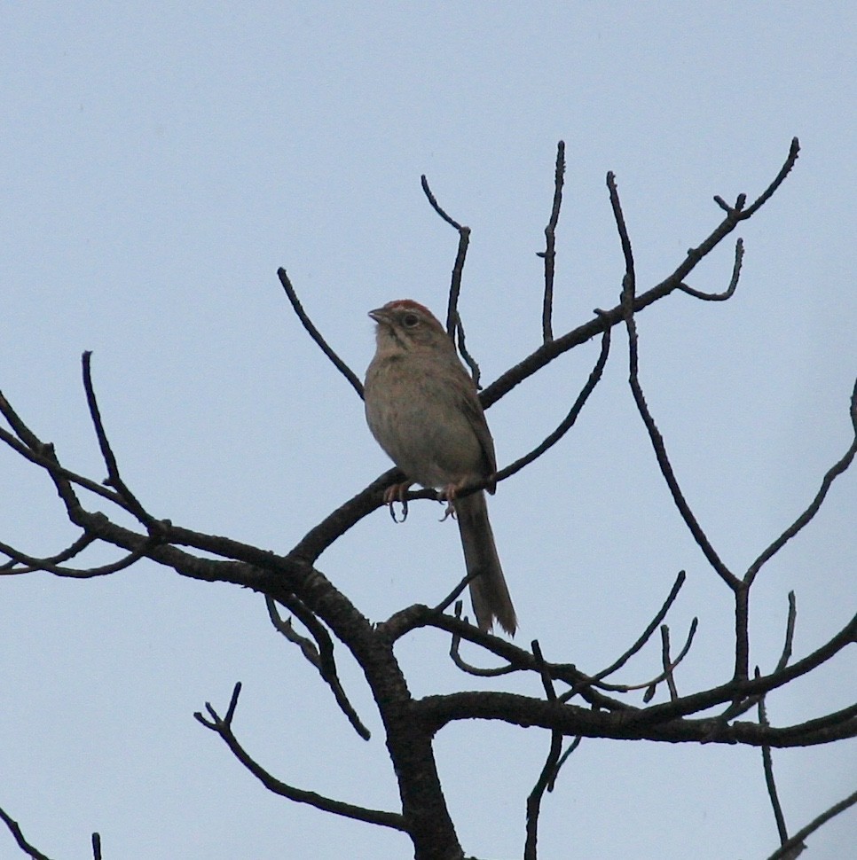 Rufous-crowned Sparrow - ML637926033