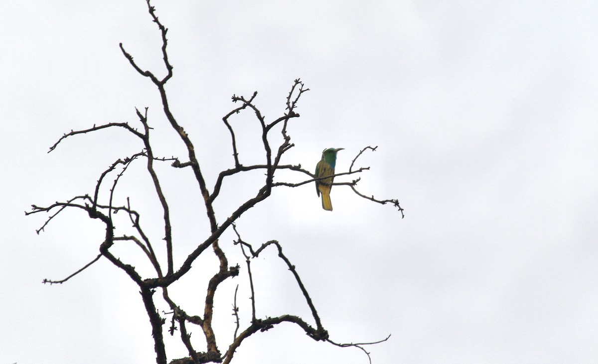 Blue-bearded Bee-eater - ML637926035