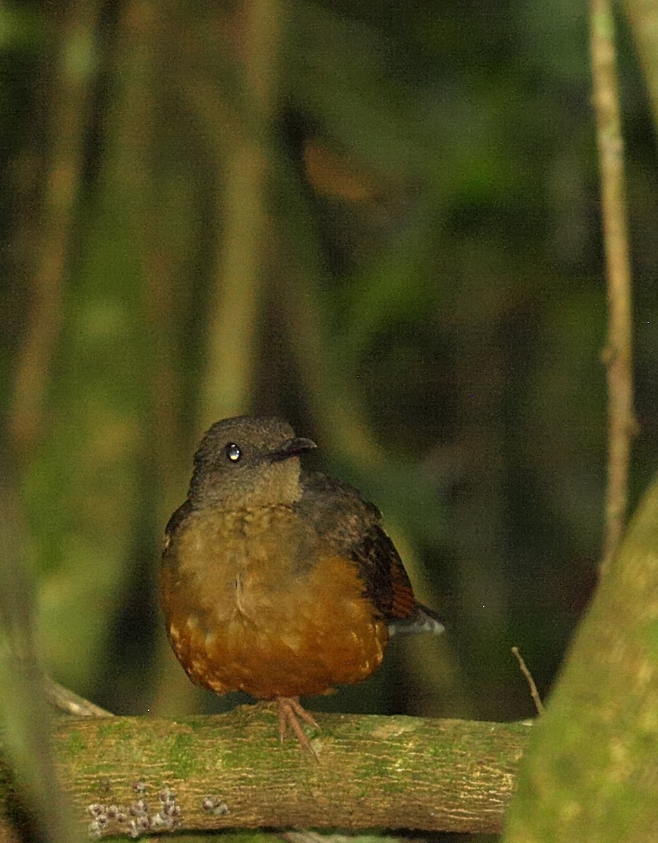 White-tailed Ant-Thrush - ML637926071