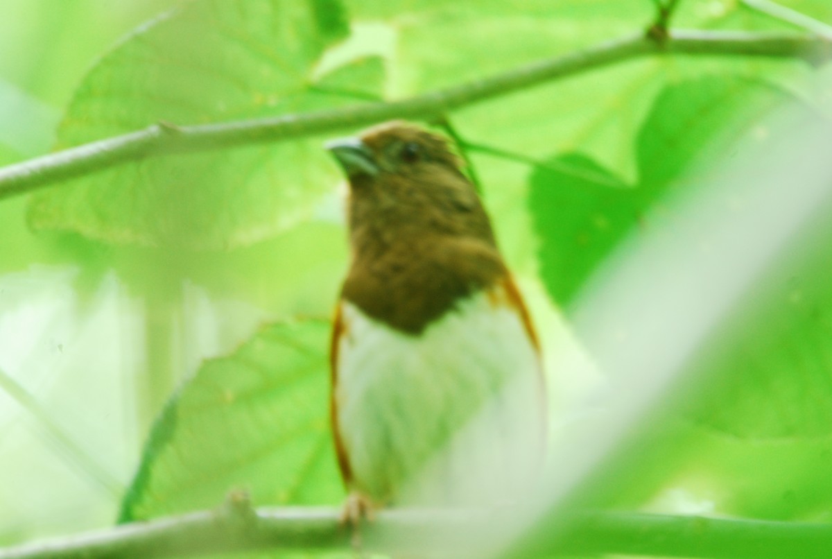 Eastern Towhee - ML637926084