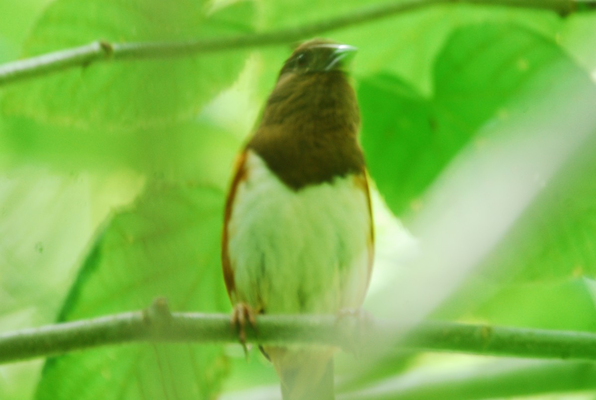 Eastern Towhee - ML637926086