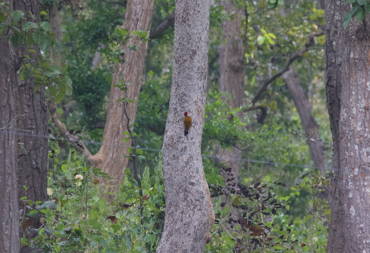 Greater Flameback - ML637926089