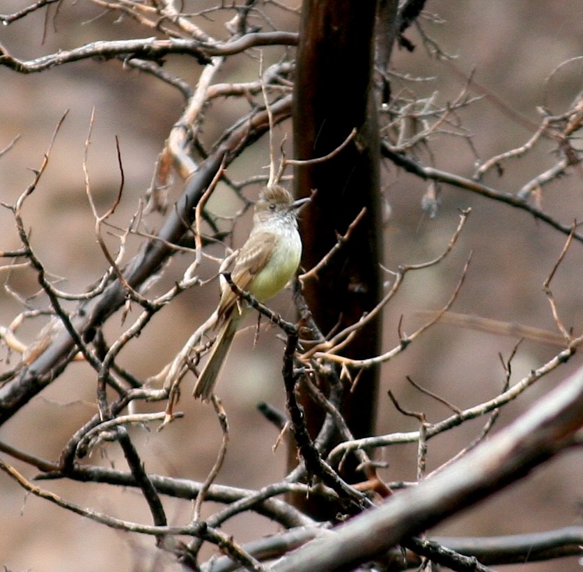 Dusky-capped Flycatcher - ML637926096