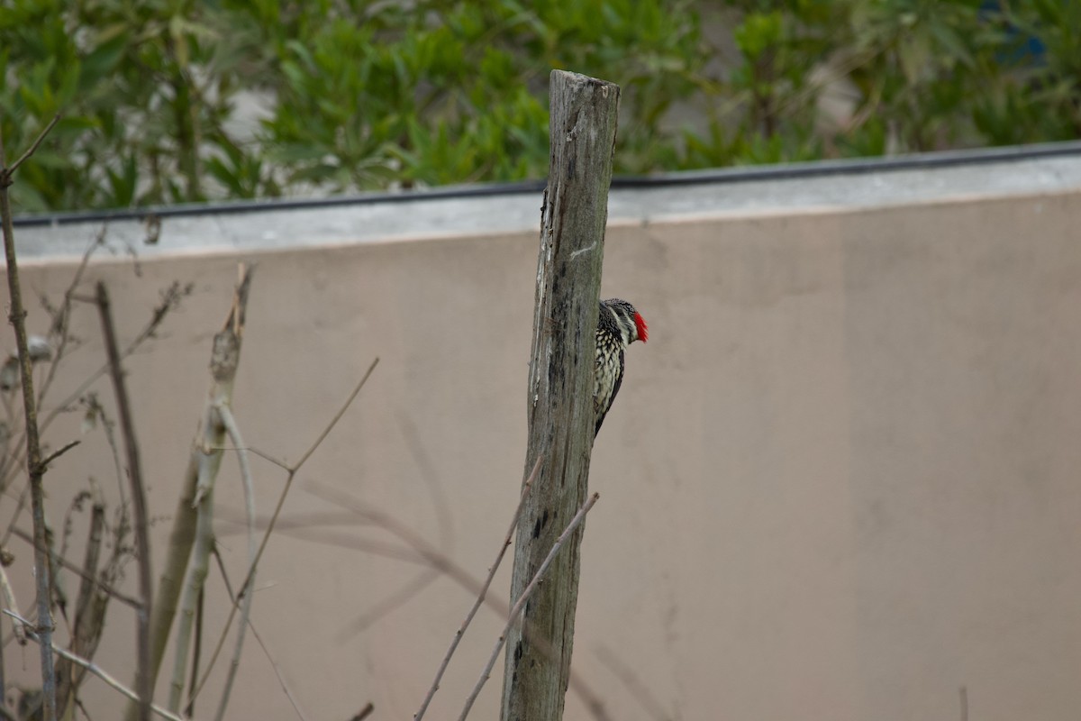 Black-rumped Flameback - ML637926103