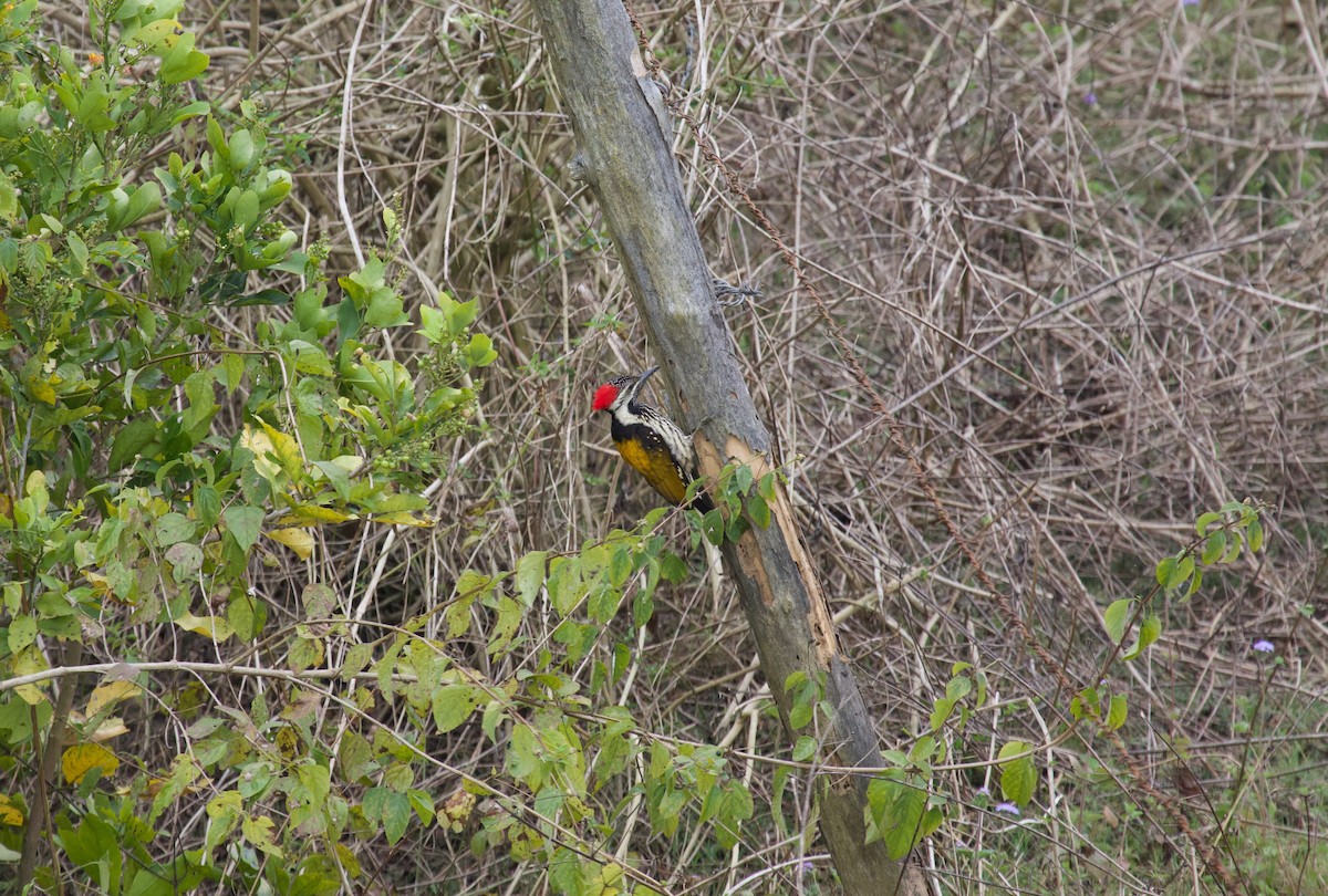 Black-rumped Flameback - ML637926104