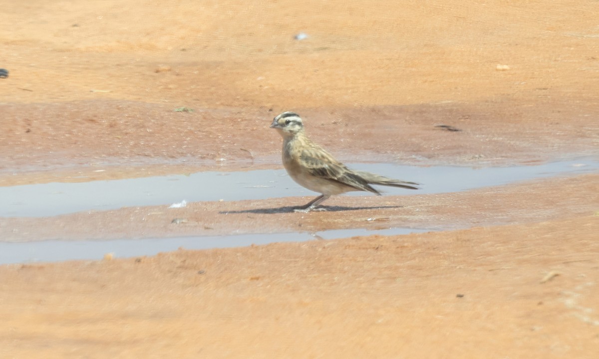 Eastern Paradise-Whydah - ML637926117