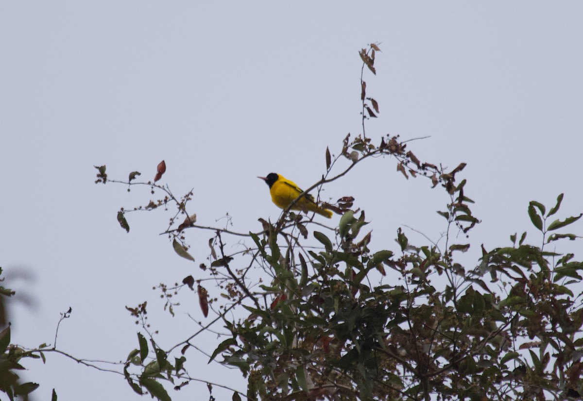 Black-hooded Oriole - ML637926129