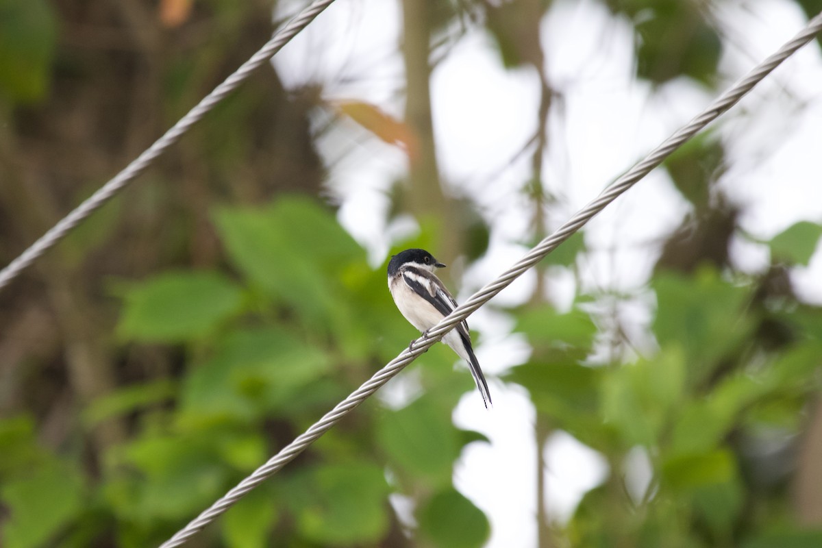 Bar-winged Flycatcher-shrike - ML637926136