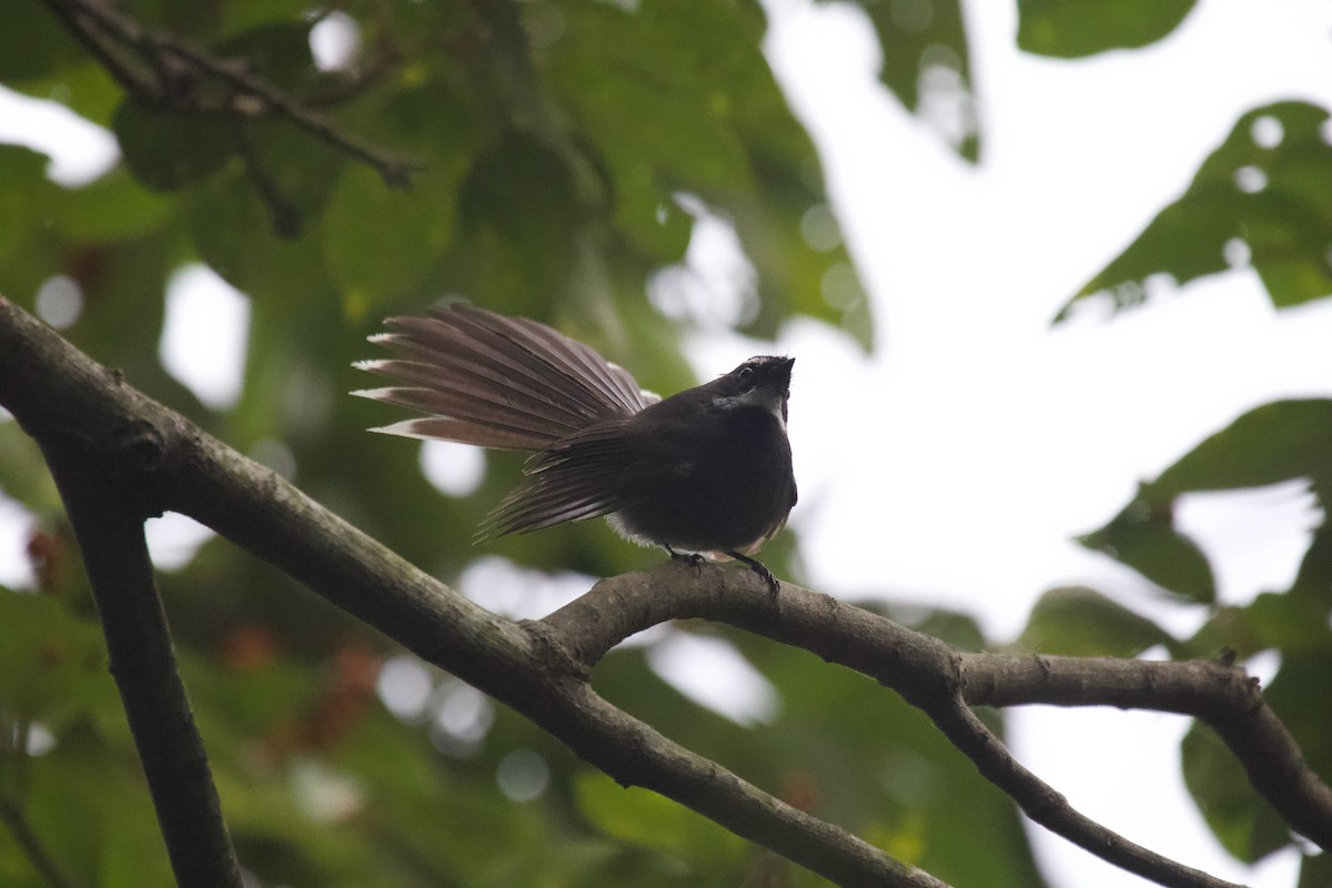 White-throated Fantail - ML637926139