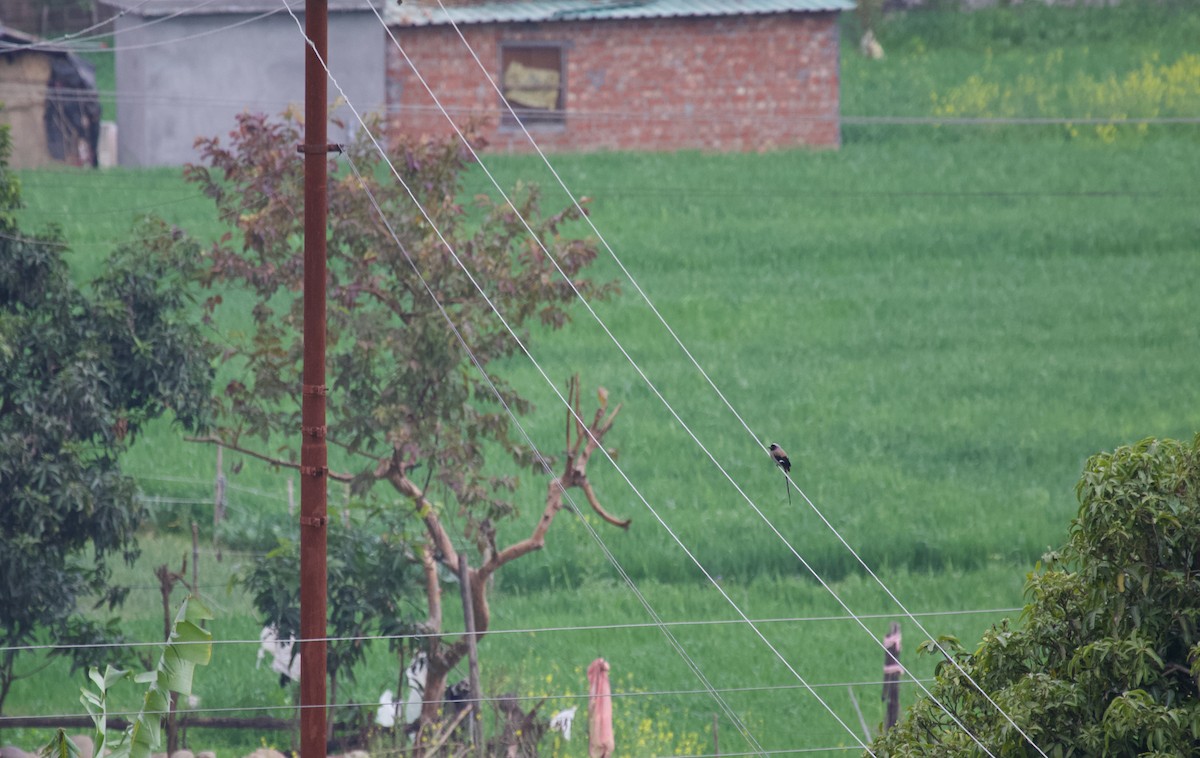 Gray Treepie - ML637926149
