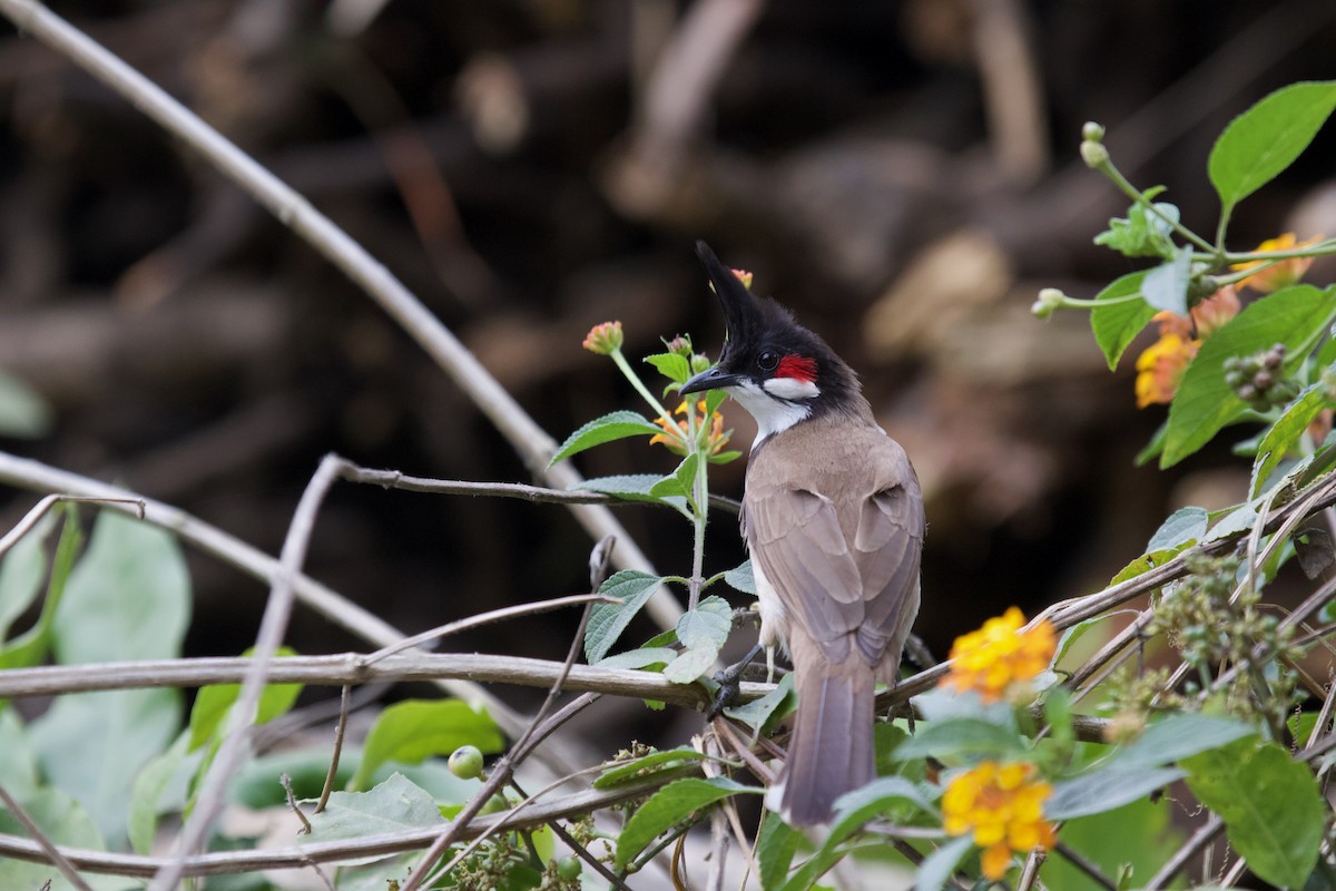 Red-whiskered Bulbul - ML637926155