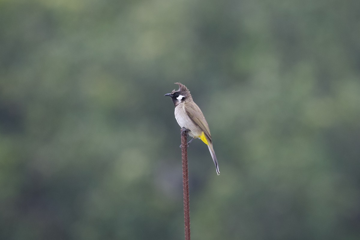 Himalayan Bulbul - ML637926163