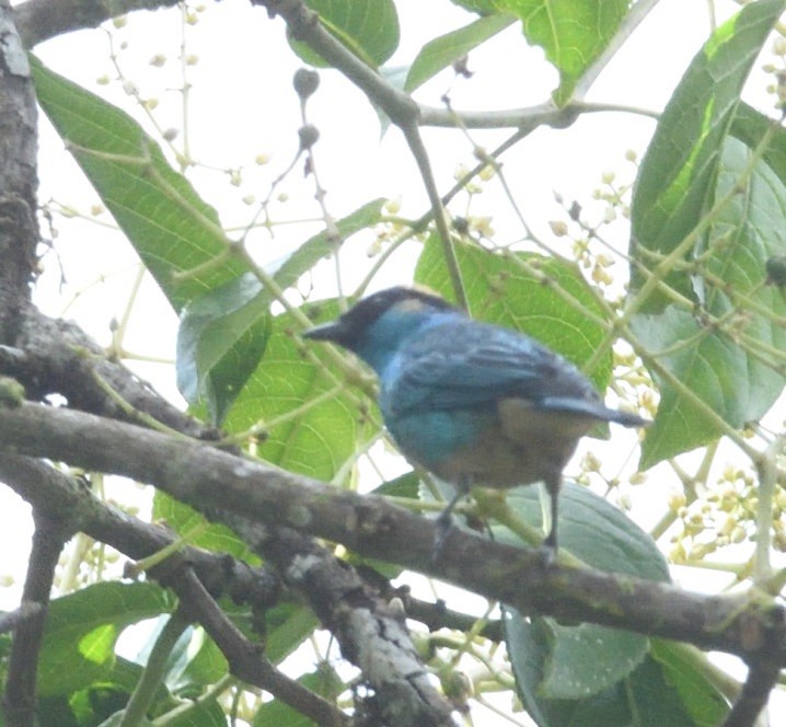 Golden-naped Tanager - ML637926170