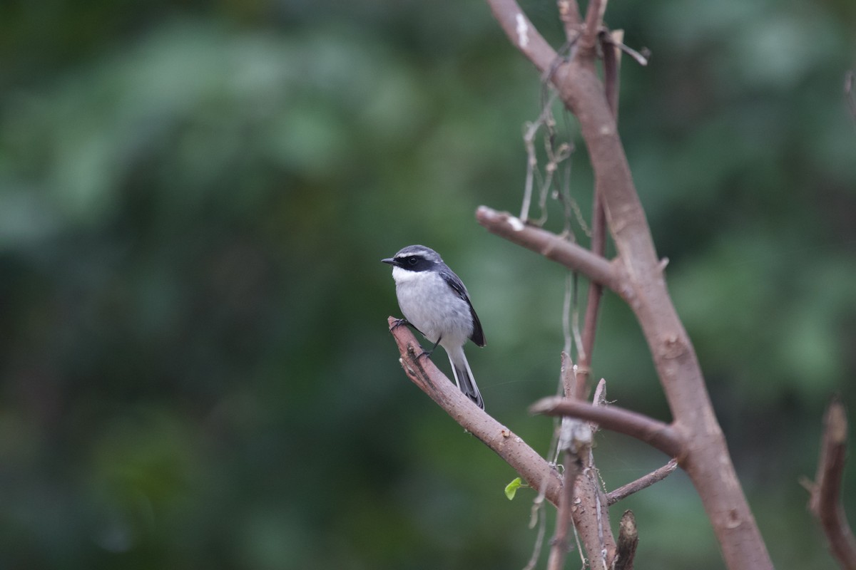 Gray Bushchat - ML637926171