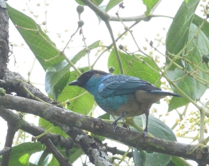 Golden-naped Tanager - ML637926174