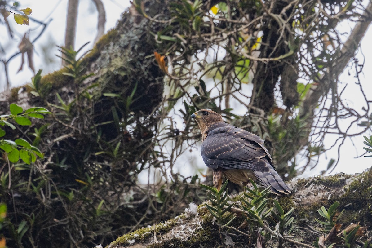 Black Goshawk - ML637926181
