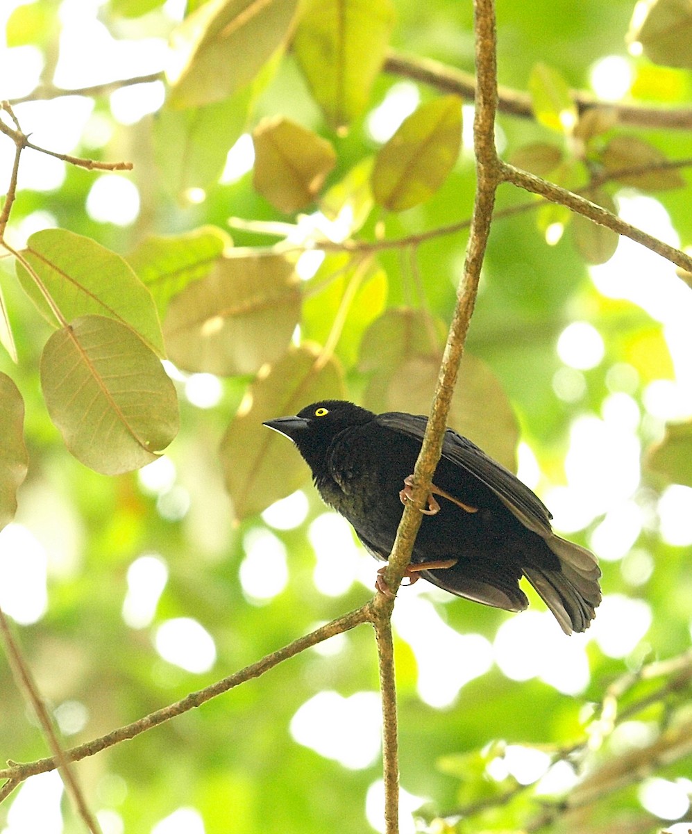 Vieillot's Black Weaver - ML637926190