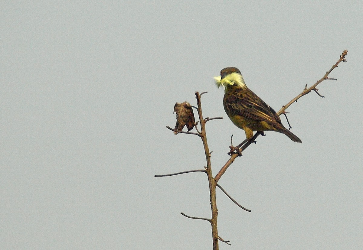 Vieillot's Black Weaver - ML637926191