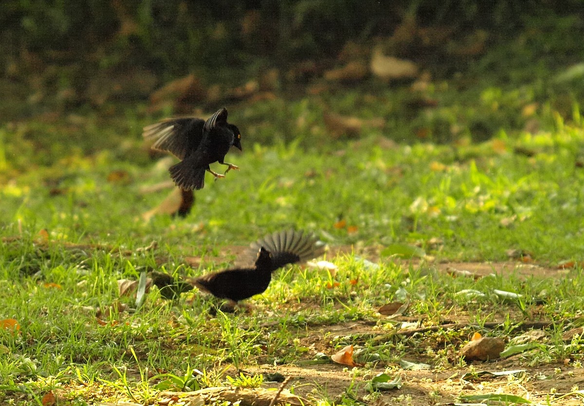 Vieillot's Black Weaver - ML637926192