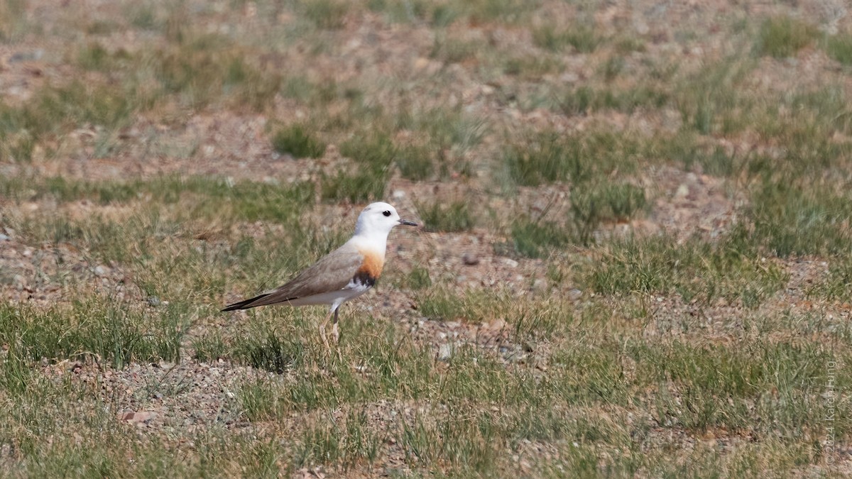 Oriental Plover - ML637926203