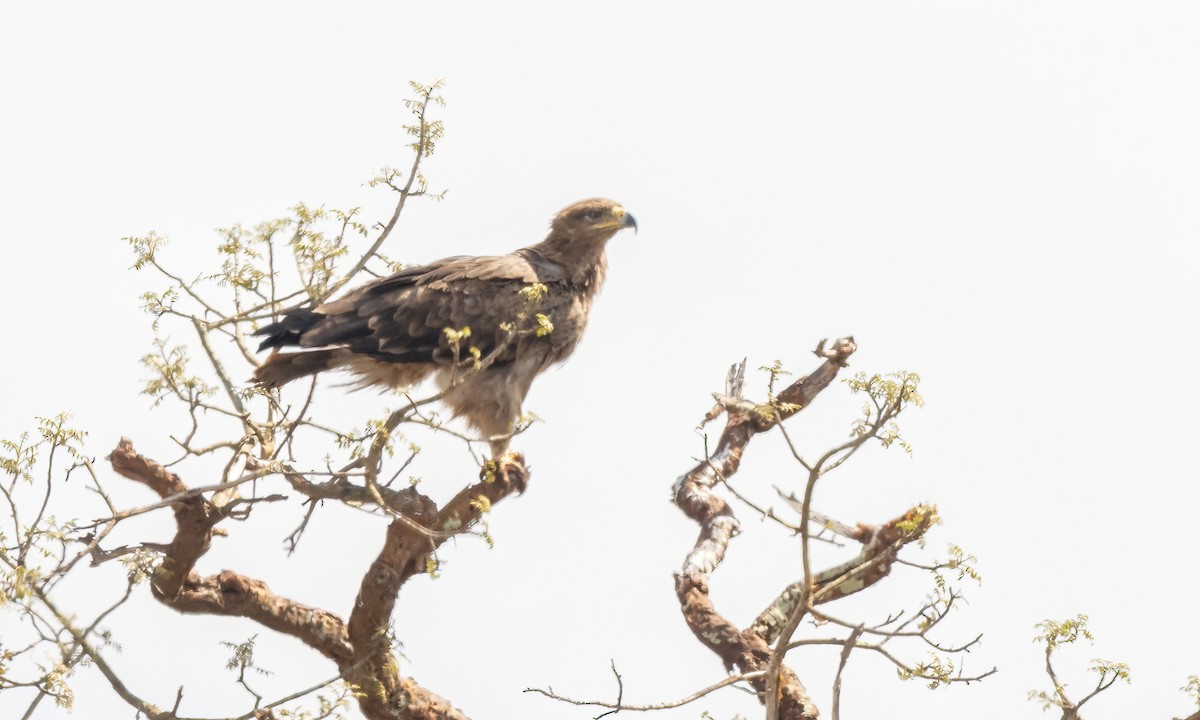 Aquila rapace - ML637926208