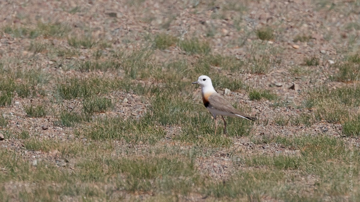 Oriental Plover - ML637926209