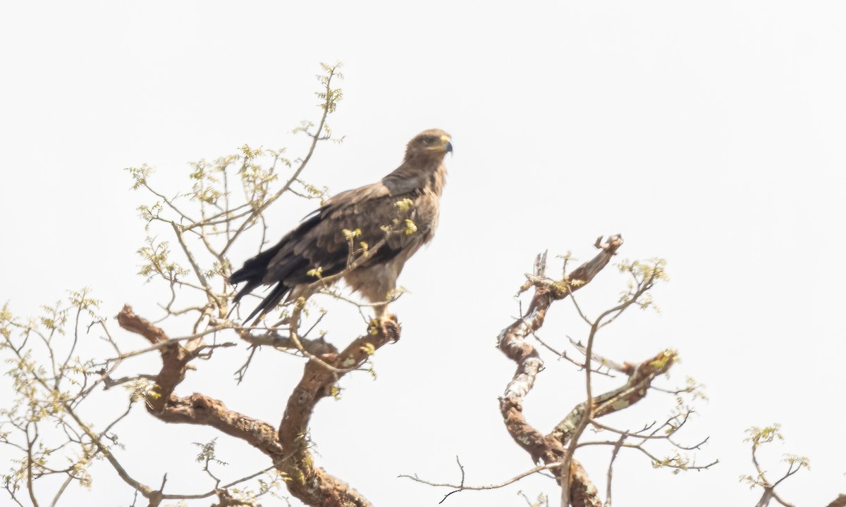 Aquila rapace - ML637926210