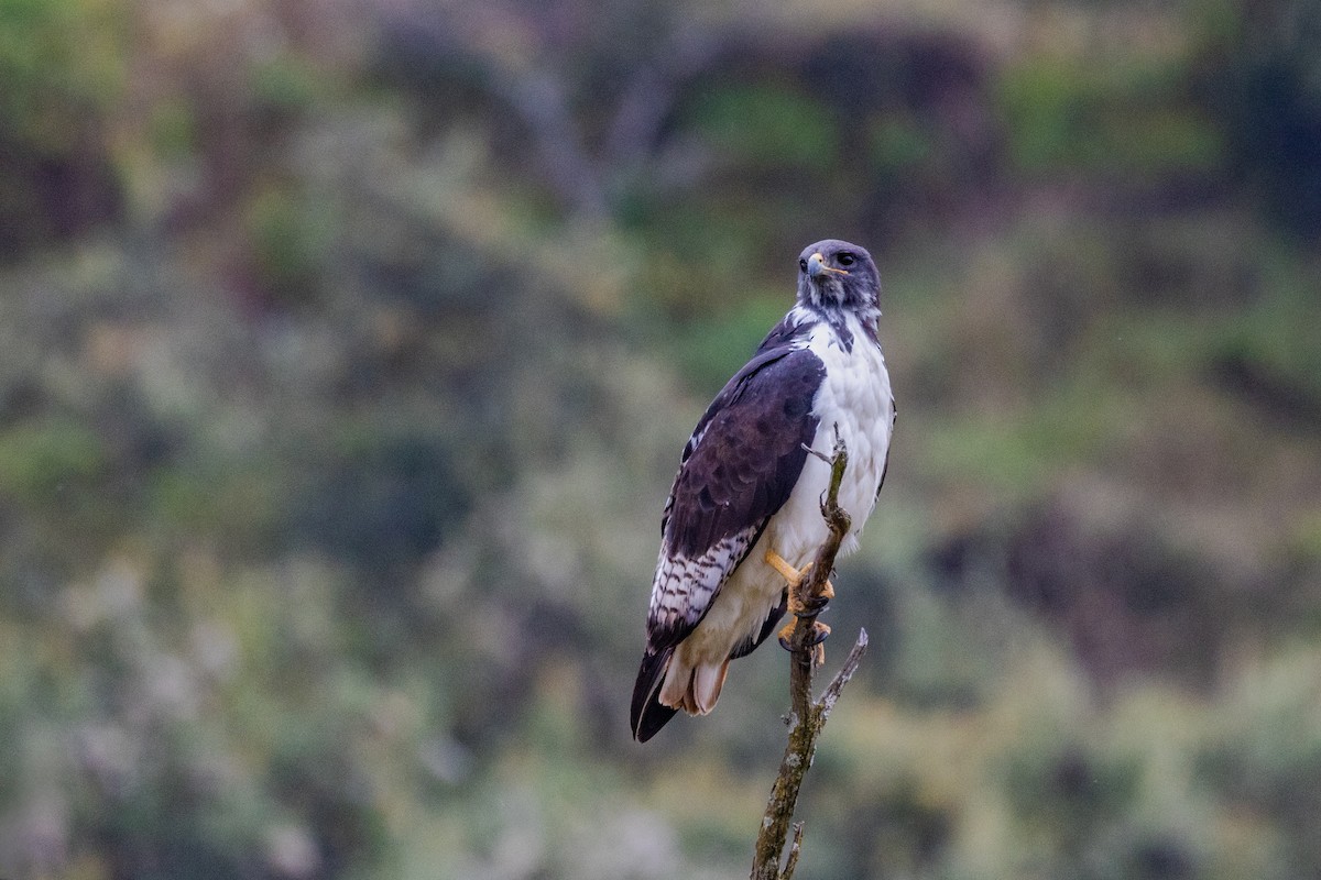 Augur Buzzard - ML637926211