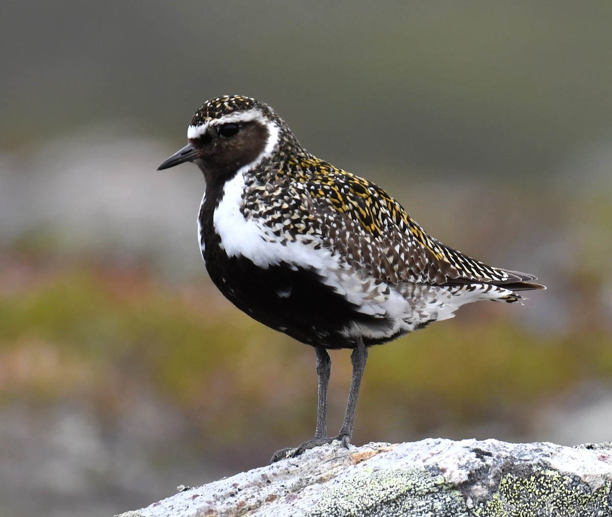 European Golden-Plover - ML637926217